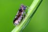 Tachycixius pilosus